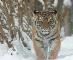 Puzzle Siberian Tiger